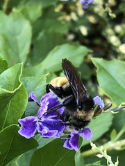 Bombus pensylvanicus
