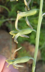 Dipcadi marlothii