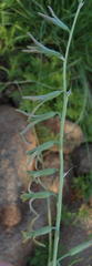 Dipcadi marlothii