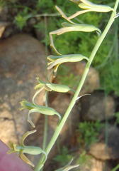 Dipcadi marlothii