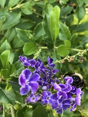 Bombus pensylvanicus