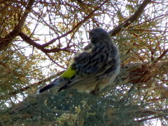 Crithagra atrogularis deserti