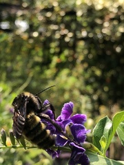 Bombus pensylvanicus