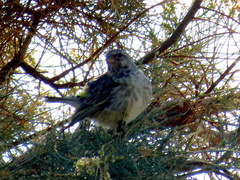 Crithagra atrogularis deserti