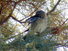 Crithagra atrogularis deserti