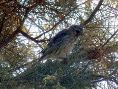 Crithagra atrogularis deserti