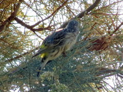 Crithagra atrogularis deserti