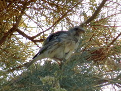 Crithagra atrogularis deserti