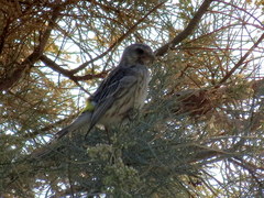 Crithagra atrogularis deserti