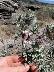 Syncolostemon incanus