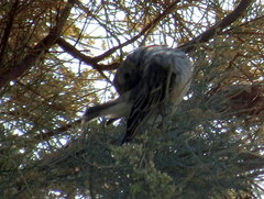 Crithagra atrogularis deserti