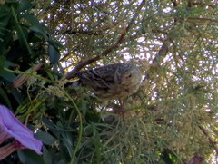 Crithagra atrogularis deserti