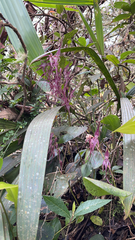 Pleurothallis phalangifera