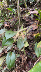 Pleurothallis phalangifera