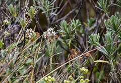 Linochilus rupestris