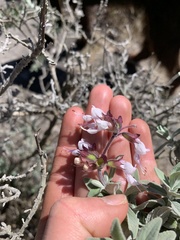 Syncolostemon incanus