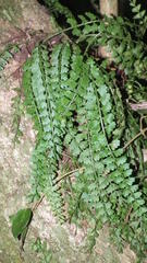 Asplenium sandersonii