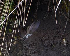 Blue-Mantled Thornbill photo 4