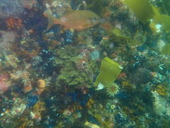 Chirodactylus brachydactylus