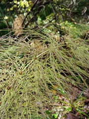 Equisetum sylvaticum