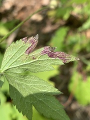 Phytomyza canadensis