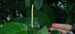 Piper tuberculatum