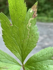 Phytomyza canadensis
