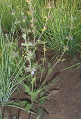 Salvia runcinata
