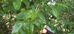 Piper tuberculatum