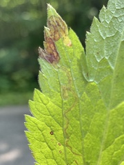 Phytomyza canadensis
