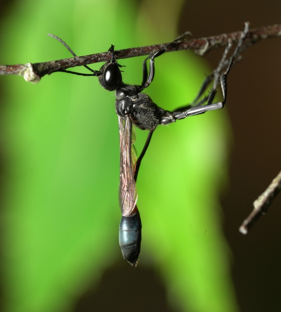 Ammophila mediata