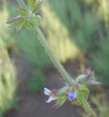 Salvia runcinata