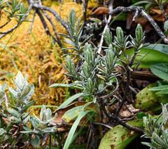 Linochilus rupestris