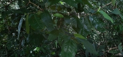 Piper tuberculatum