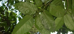 Piper tuberculatum