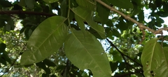 Piper tuberculatum