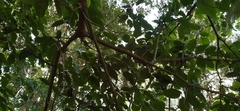 Piper tuberculatum