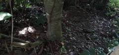 Piper tuberculatum