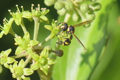 Eumenes mediterraneus