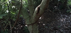 Piper tuberculatum