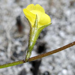 Lebeckia wrightii