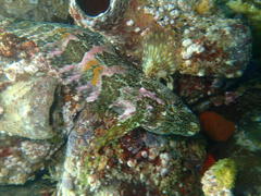 Clinus superciliosus