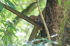 Heliosciurus mutabilis