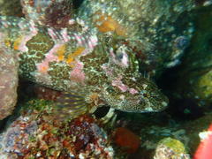 Clinus superciliosus