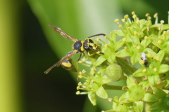 Eumenes mediterraneus