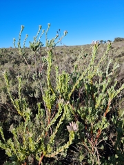 Leucadendron verticillatum