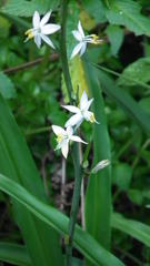 Chlorophytum bowkeri
