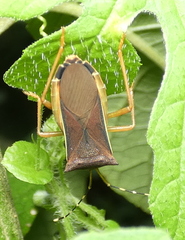Anasa varicornis