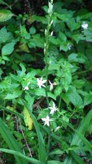 Chlorophytum bowkeri