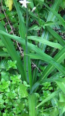 Chlorophytum bowkeri